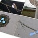 art postcard set . birds, nest and trees . pack of 4 nature-inspired postcards by natasha newton