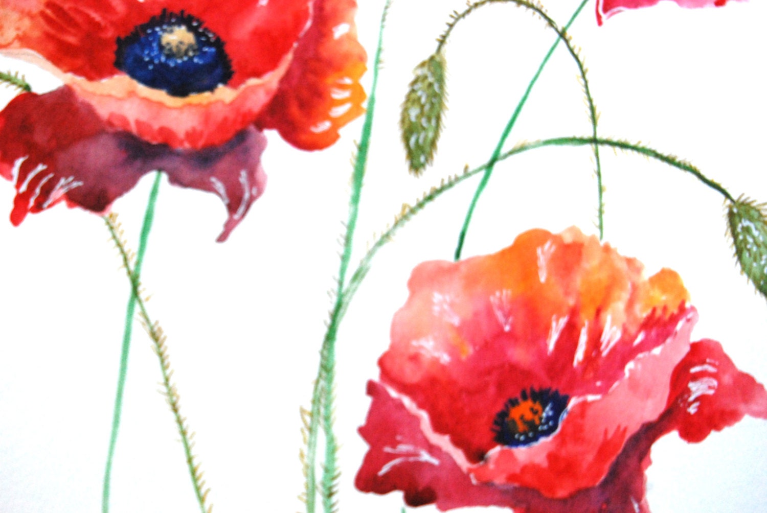 Watercolor Painting Poppies Original Painting 11x15 by WoodPigeon