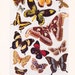 1947 Butterfly Print - Vintage Antique Art Illustration for Natural Science or History Lover Great for Framing