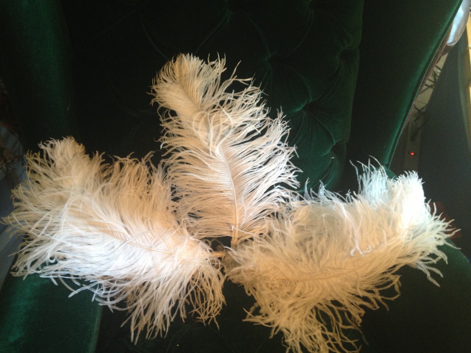 Set of 10 Large to Extra Large Voluminous Ivory Ostrich Feathers ...