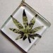 Realistic Marijuana Weed Leaf Glass Pendant