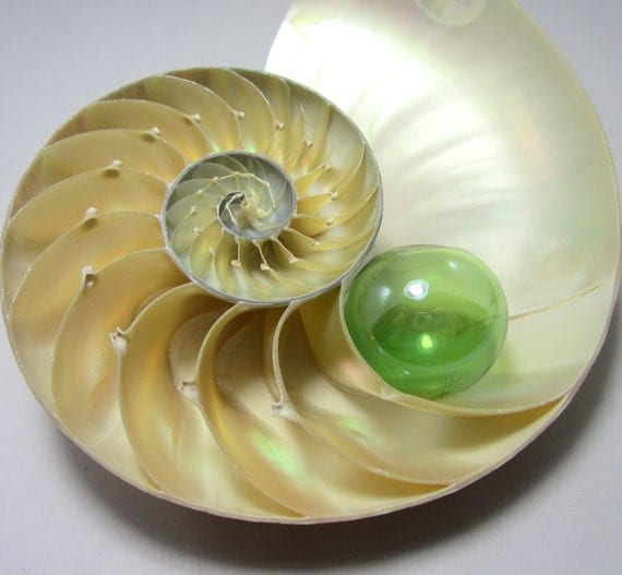 Beach Decor Nautilus Shell Nautilus Half for Nautical Decor