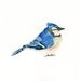 BLUEJAY by DIMDI Original watercolor painting 10X8inch
