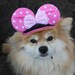 Mini mouse hat for dog of cat