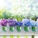 Custom Listing 2 for Patricia - Hydrangeas on Fence Fine Art Photograph 24 x 36