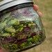 Basil Seed Collection - Mixed Basil Varieties for your Organic Herb Garden