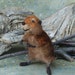 Needle Felted Beaver