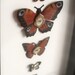Cabinet of Curiosities Specimen no. 16 - The Autumn Moth Eye Flies - original 3D insect paintings by Mab Graves