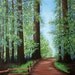 11x14 Art Print Landscape - Redwood Forest Path Giclee