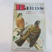 antique pocket sized AMERICAN BIRD book - a Golden Guide - circa 1956