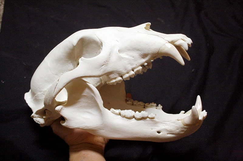 Jumbo Black Bear Skull Grade A Real Bone Teeth Taxidermy