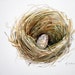 Nest with one egg- Sparrow - Original watercolor - Nightly Study 403