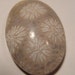 Agatized Fossil Coral cab ..... 24 x 17 x 6 mm ........ 859
