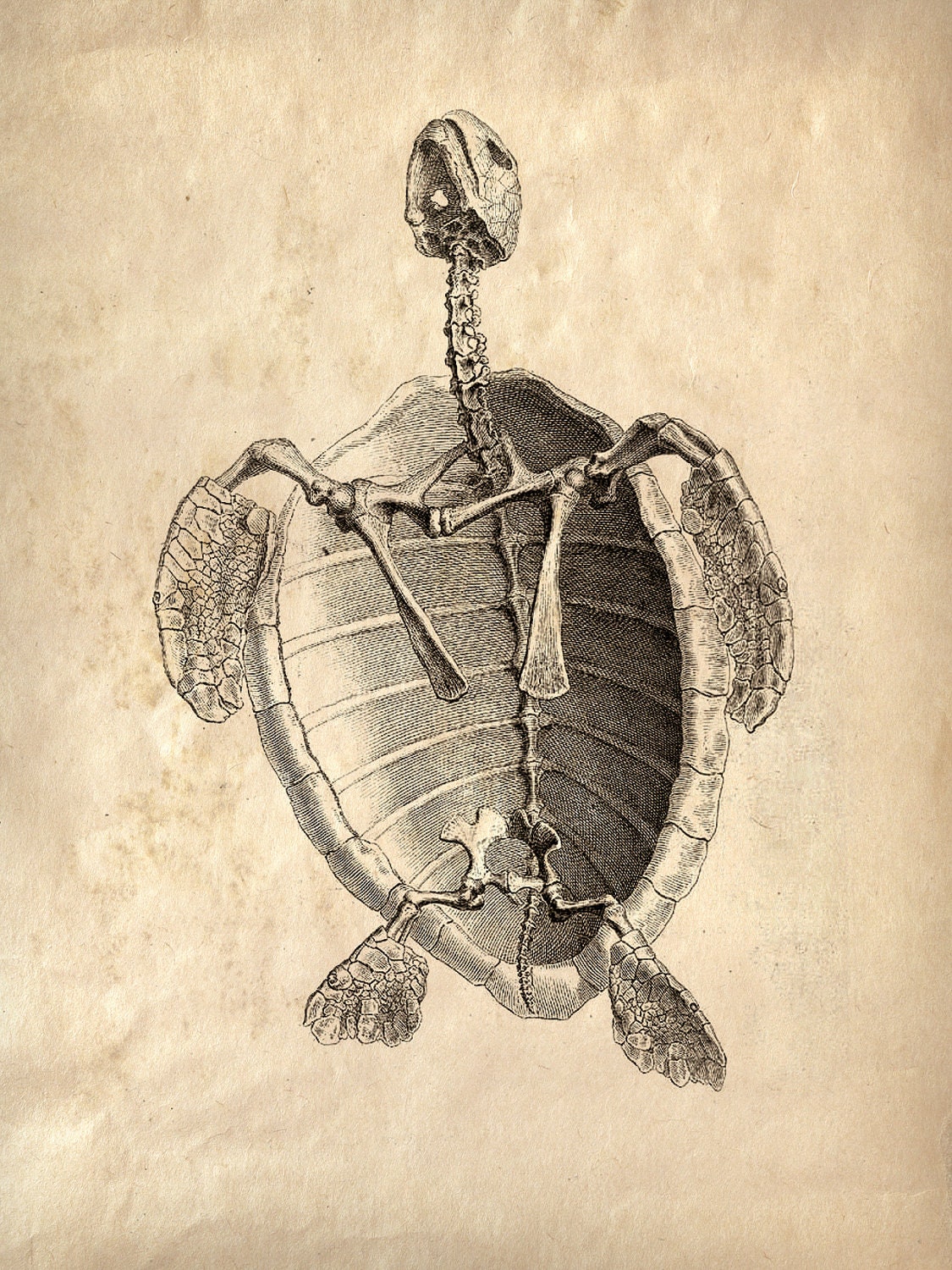 18x24 Vintage Animal Anatomy. Sea Turlte Skeleton poster