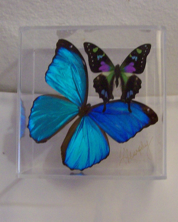 Real Iridescent Blue Morpho Butterfly with colorful