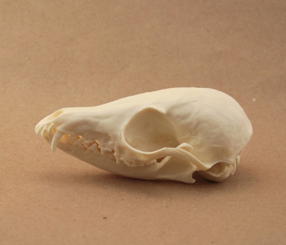 kit fox replica skull