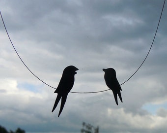 Curious swallows