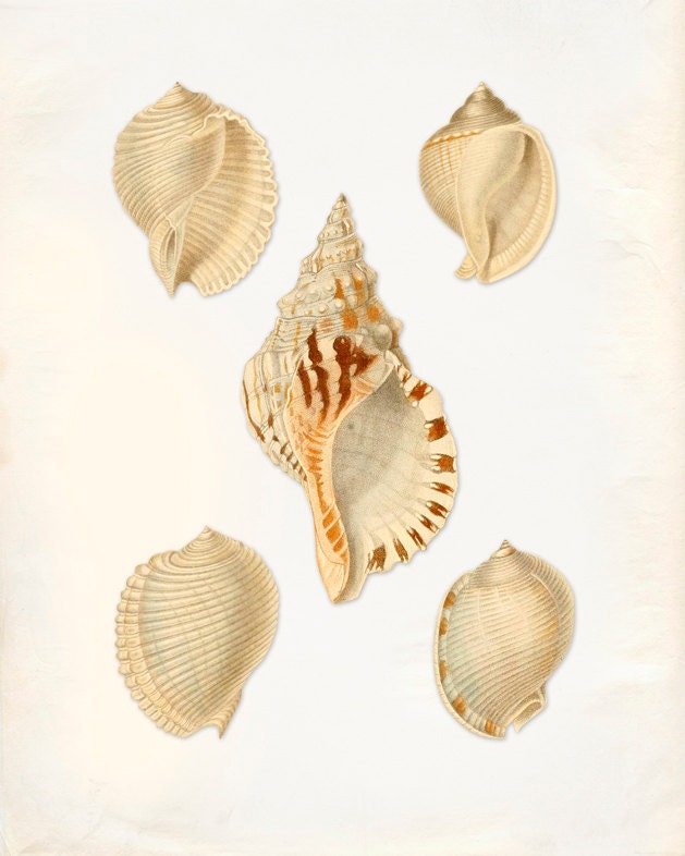 Vintage Sea Shells Print 8x10 P198