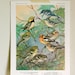 Vintage Bird Illustration, Warbler
