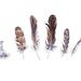 feather watercolor illustration ink OOAK painting brown grey and white