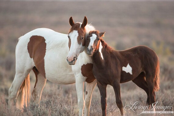 cuddle pals horse