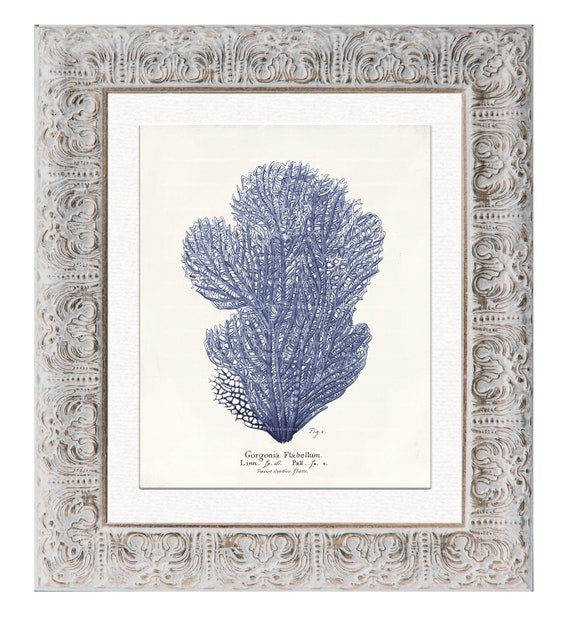 Antique Blue Coral Art Print Natural History Home Decor