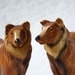 Plaster Collie Bookends, chipped, mended, good dogs