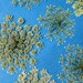 Queen Anne's Lace- Qty. 20, Wedding Table Decoration, Pressed Wildflowers, Thanksgiving Table Decoration,