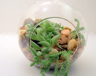 Terrarium ONLY, DIY, Hanging Glass, Hostess gift, No PLANTS