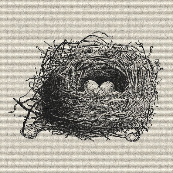 Digital Download for Iron on Transfer Bird Birds Nest Eggs Wildlife Illustration Evergreen Tea Towel Fabric Pillows  DT391