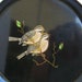 Couroc Round Black Tray with Birds Monterey California Heavy Plastic Platter