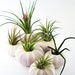 Two Air Plants in Sea Urchin Shells: Set of Two Tillandsia Shell Planters