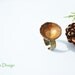 Unique Ring for Women - Rustic - Natural Jewelry - Acorn