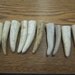 Lot of 10 Deer Antler Tines 2" to 2 1/4" Long TINE3C