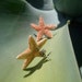 Orange Sugar Starfish Studs