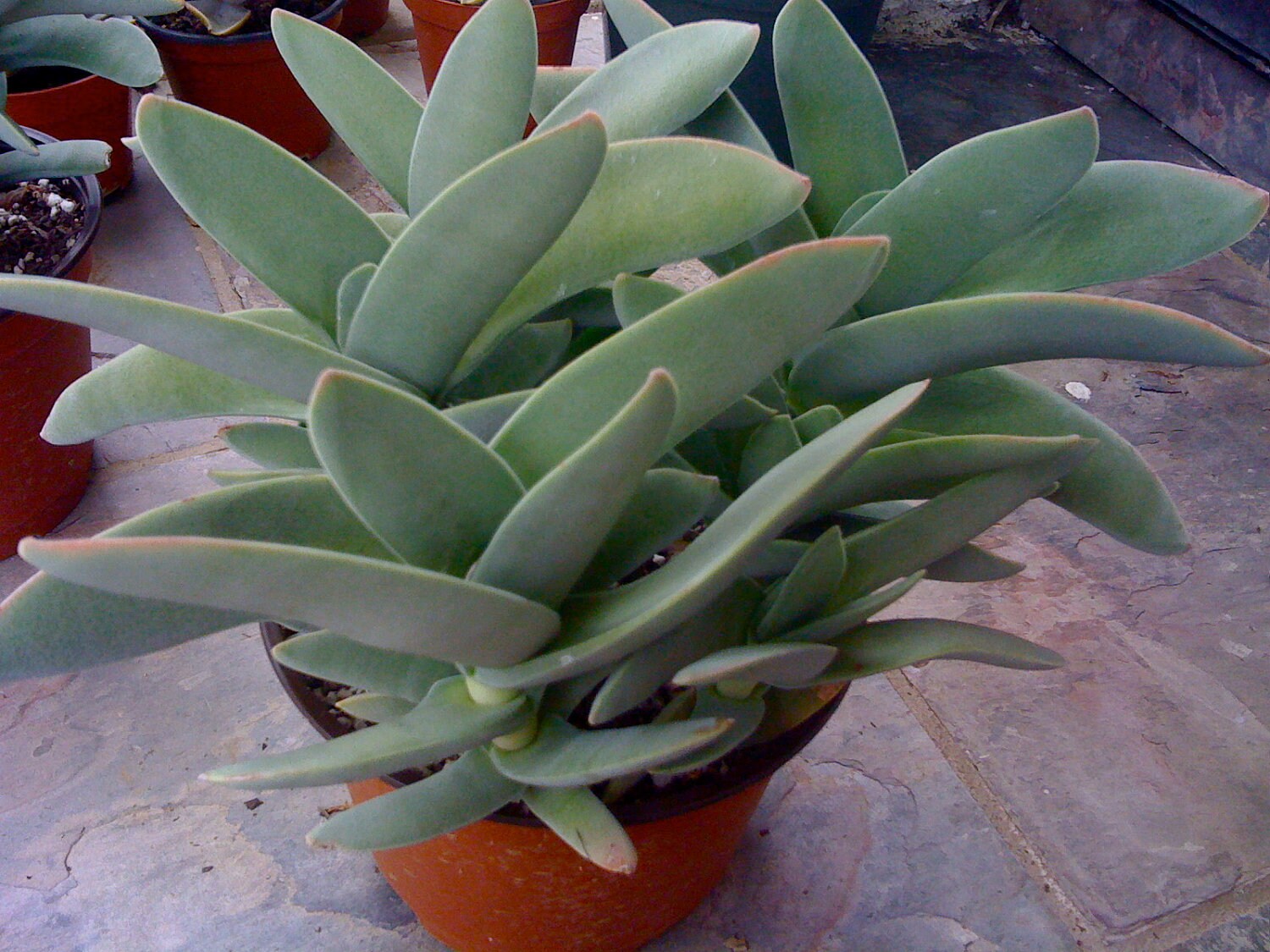 Succulent cuttings Crassula Falcata or Propeller Succulent
