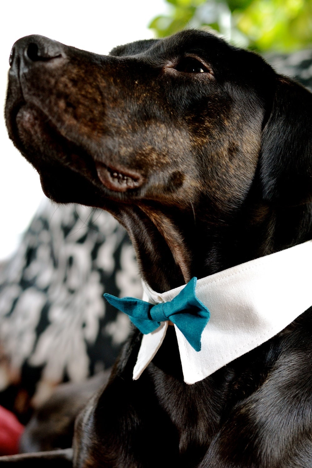 Handmade Dog Bow Tie Collar Dog Ring Bearer