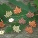 Thumbtacks Fall Leaf Thumb Tacks Daisy Thumbtacks Maple Leaf Thumbtacks Push Pins Pushpins