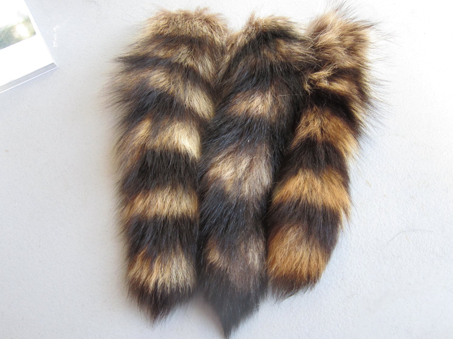 Taxidermy Tail Related Keywords & Suggestions - Taxidermy Ta