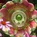 Glass Garden Flower - Summer Apples