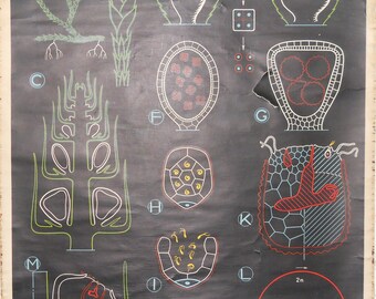 Vintage Belgian School Chart of Algae Cell