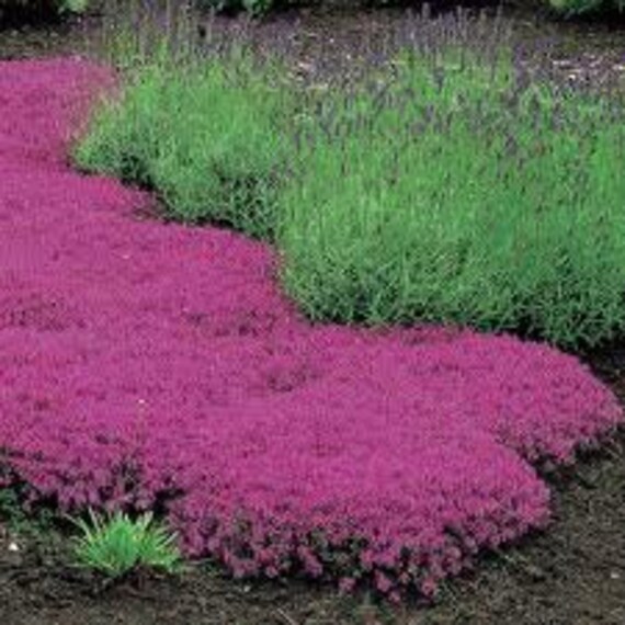 purple creeping thyme ground cover