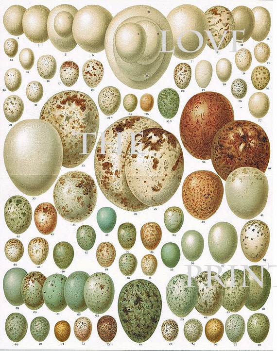 BIRD EGGS Art Print C3 Beautiful Antique Bird Eggs Aqua White