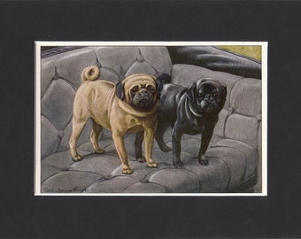 pug