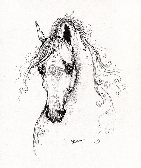 The arabian horse portrait pen drawing
