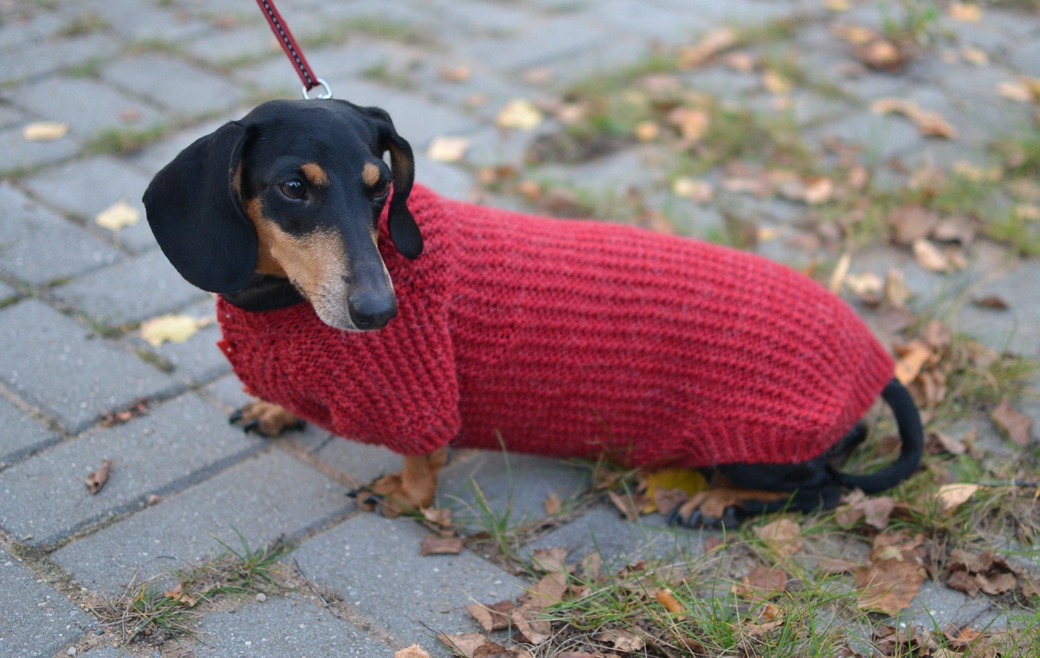 dachshund sweater for sweater for dachshund sweater vest dachshund sweater for sweater for dachshund sweater vest