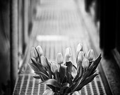 Vernal Feelings 4x6 inches fine art photograph A bouquet of tulips Floral art in black and white Flower wall decor Tulip photo Vernal Feelings 4x6 inches fine art photograph A bouquet of tulips Floral art in black and white Flower wall decor Tulip photo
