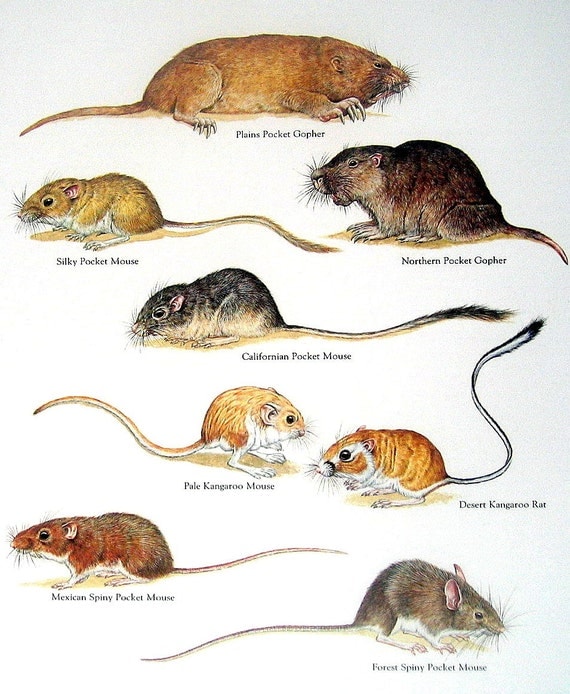 plains pocket mouse estimated population