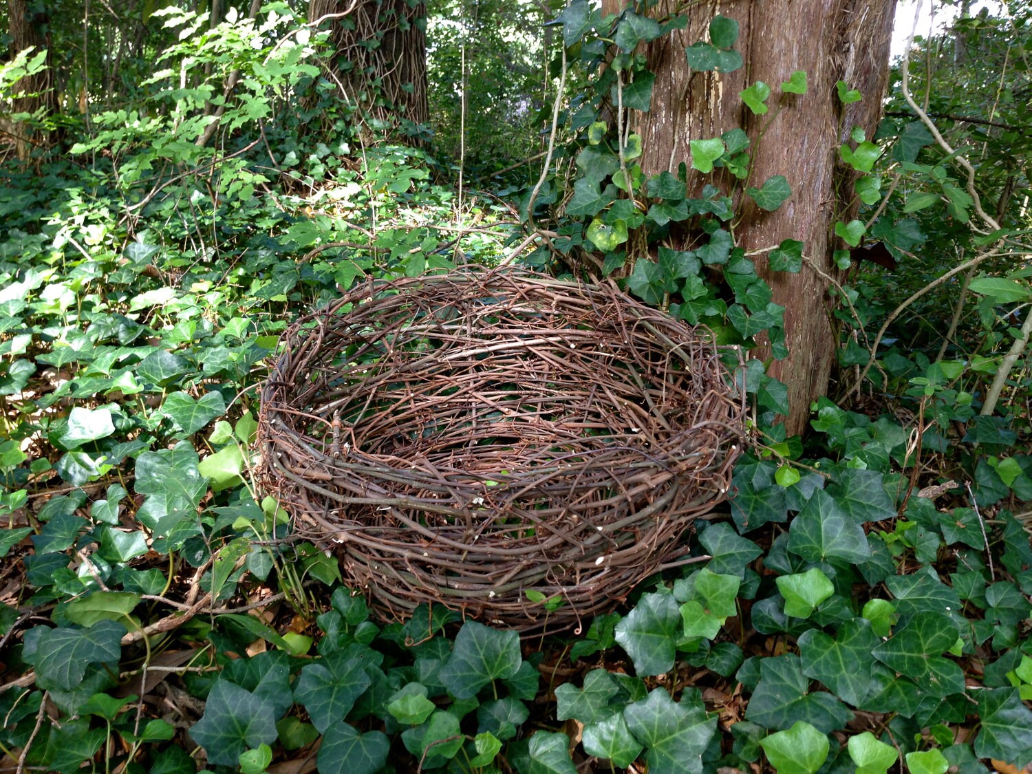 Poached Big Bird's Nest Grapevine Basket
