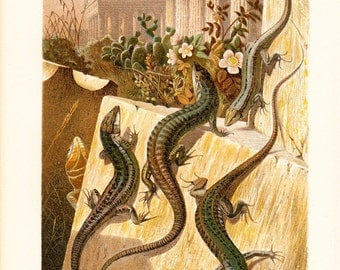 1890 Antique LIZARD fine chromolithograph, beautiful wall LIZARDS sunbathing on a romantic scenery